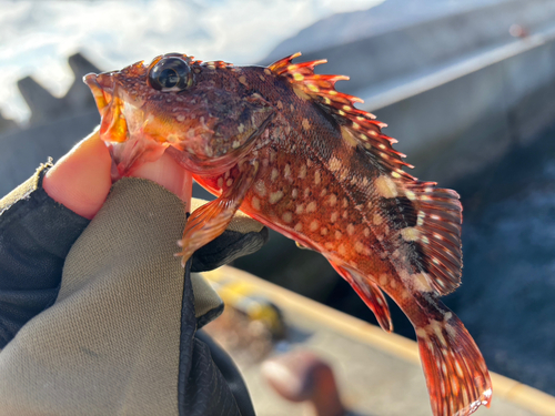 カサゴの釣果