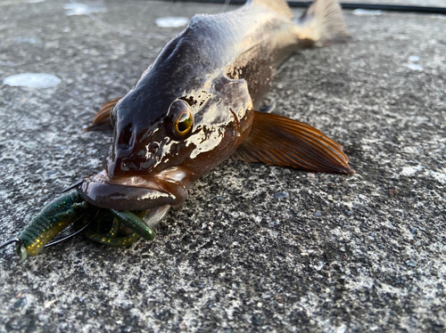 船越湾（岩手）