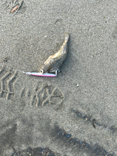 ショウサイフグの釣果