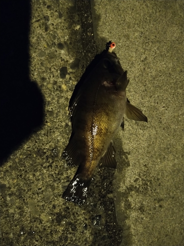 メバルの釣果