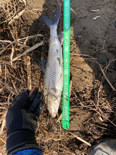 ニゴイの釣果