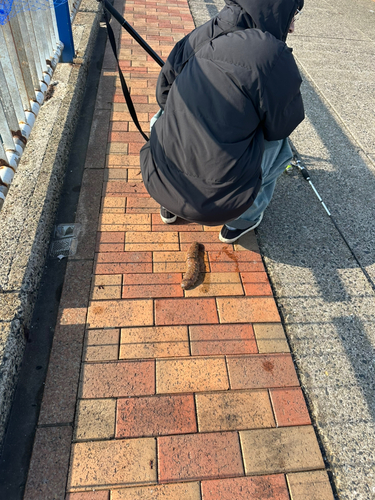 日明海峡釣り公園