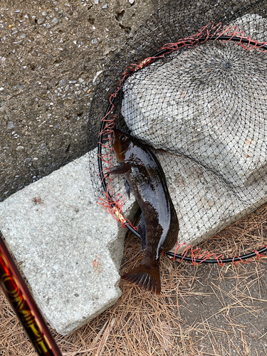 アイナメの釣果