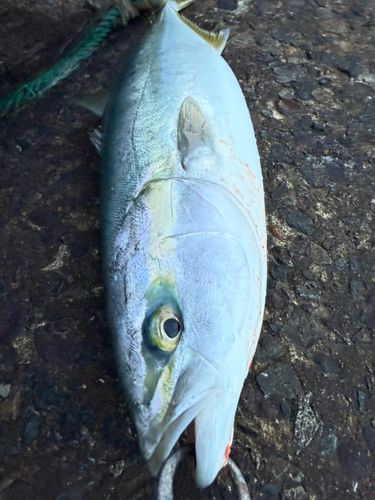 メジロの釣果