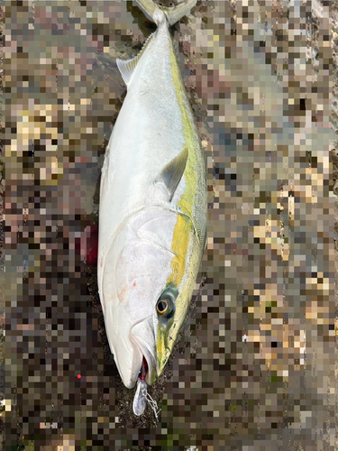 ブリの釣果