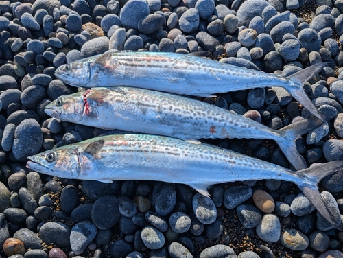 サゴシの釣果