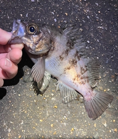 メバルの釣果