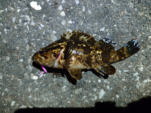 タケノコメバルの釣果