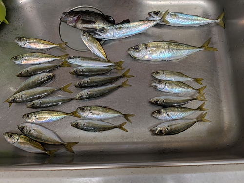 アジの釣果