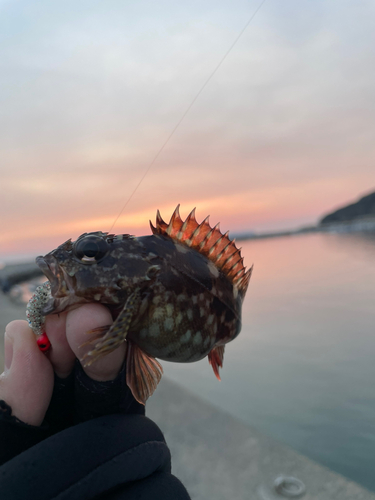 キビレの釣果