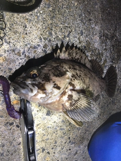 オウゴンムラソイの釣果