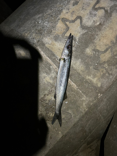 オニカマスの釣果