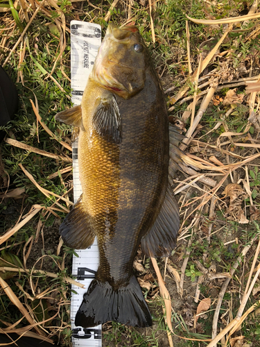 スモールマウスバスの釣果