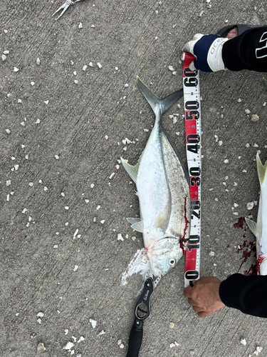 オニヒラアジの釣果