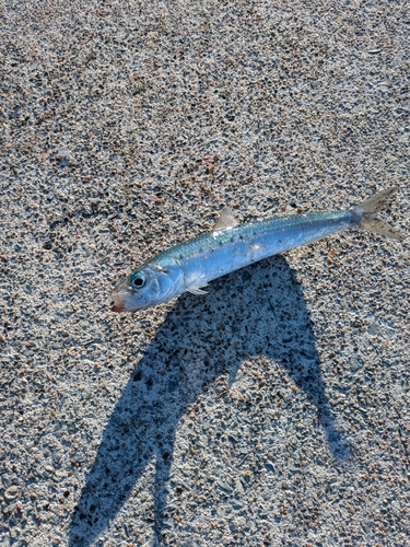 イワシの釣果