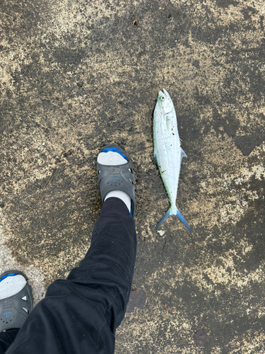 イケカツオの釣果