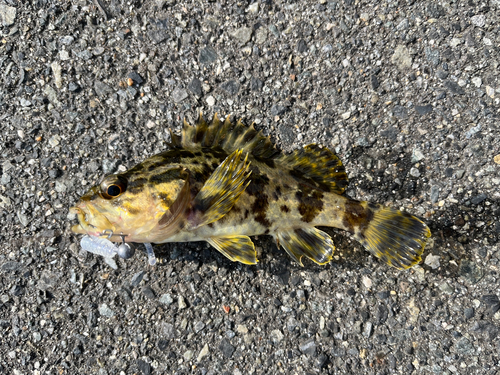 タケノコメバルの釣果