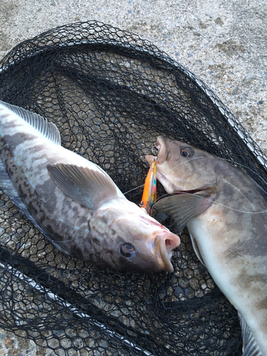 ホッケの釣果