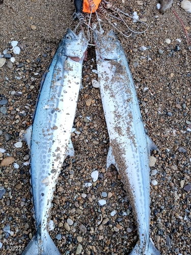 サゴシの釣果