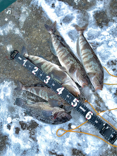 ホッケの釣果