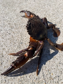 イシガニの釣果