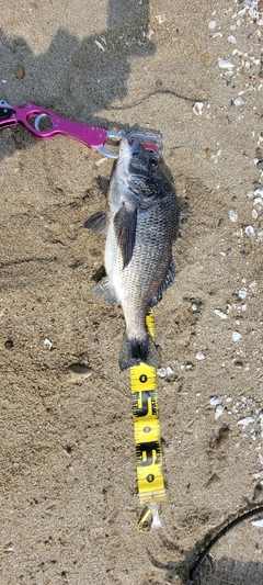 クロダイの釣果