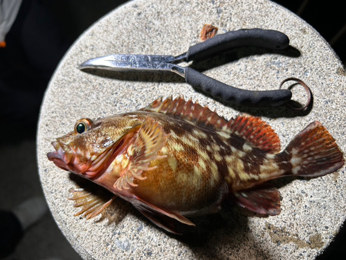 カサゴの釣果