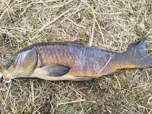 コイの釣果