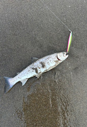 アメマスの釣果