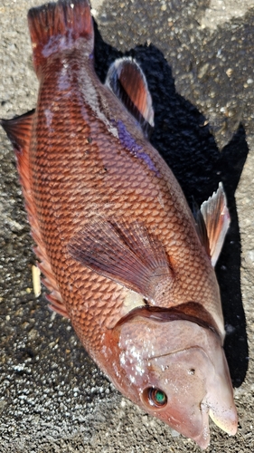 コブダイの釣果