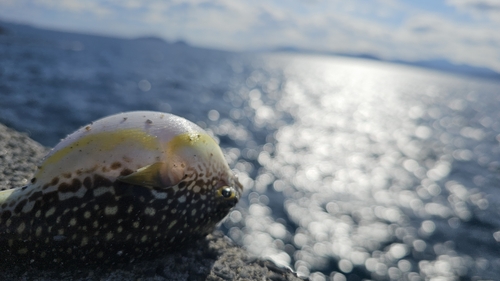 フグの釣果