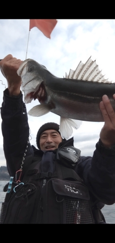 スズキの釣果