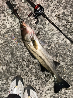 シーバスの釣果