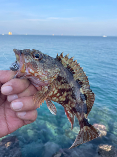 カサゴの釣果