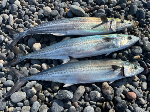 サゴシの釣果