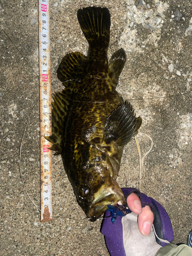 タケノコメバルの釣果