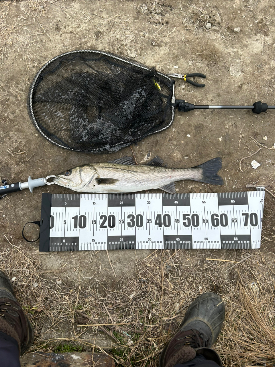 SHIMANO 19ソルティーアドバンス SEABASS S90MLの最安値