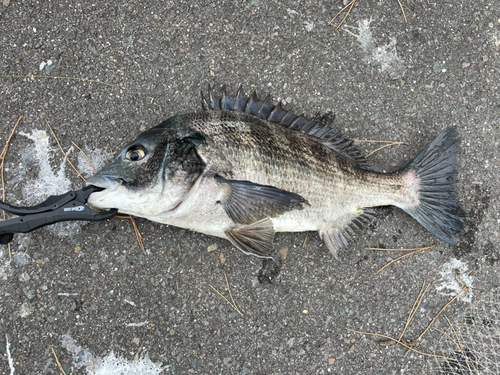 チヌの釣果