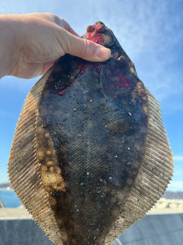 マコガレイの釣果