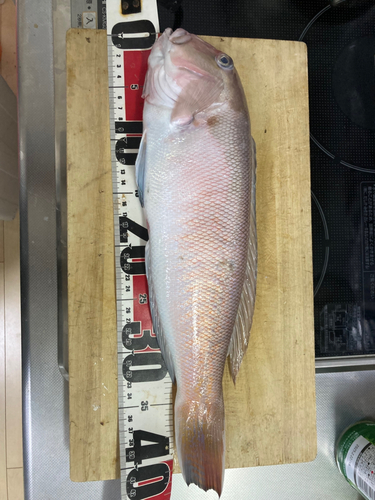 シロアマダイの釣果