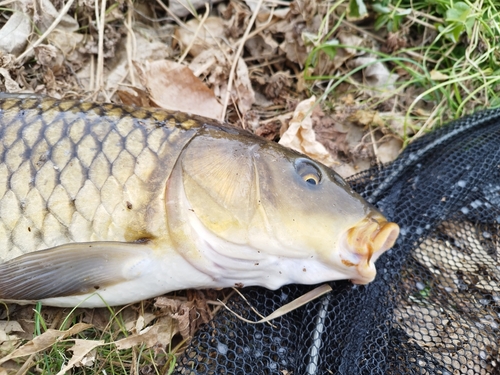 コイの釣果