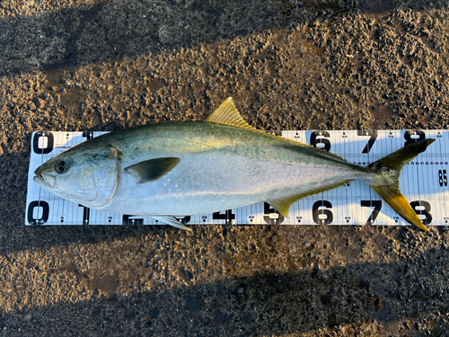 ブリの釣果