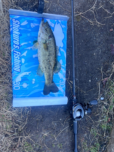 ブラックバスの釣果