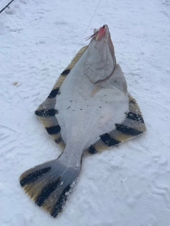 カワガレイの釣果