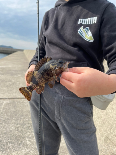 タケノコメバルの釣果