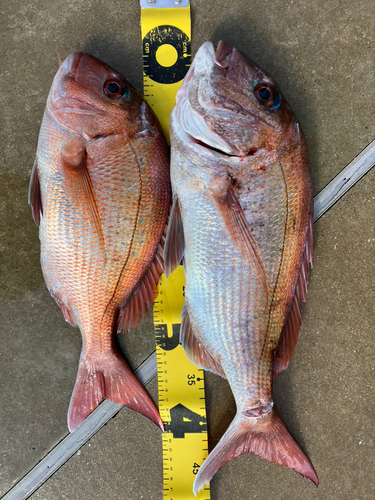 マダイの釣果