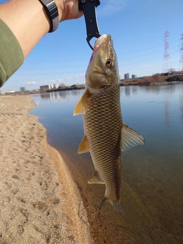 ニゴイの釣果