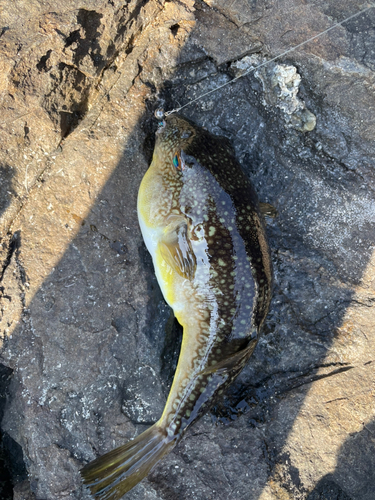 ショウサイフグの釣果