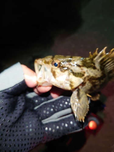 タケノコメバルの釣果