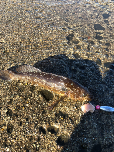 アイナメの釣果